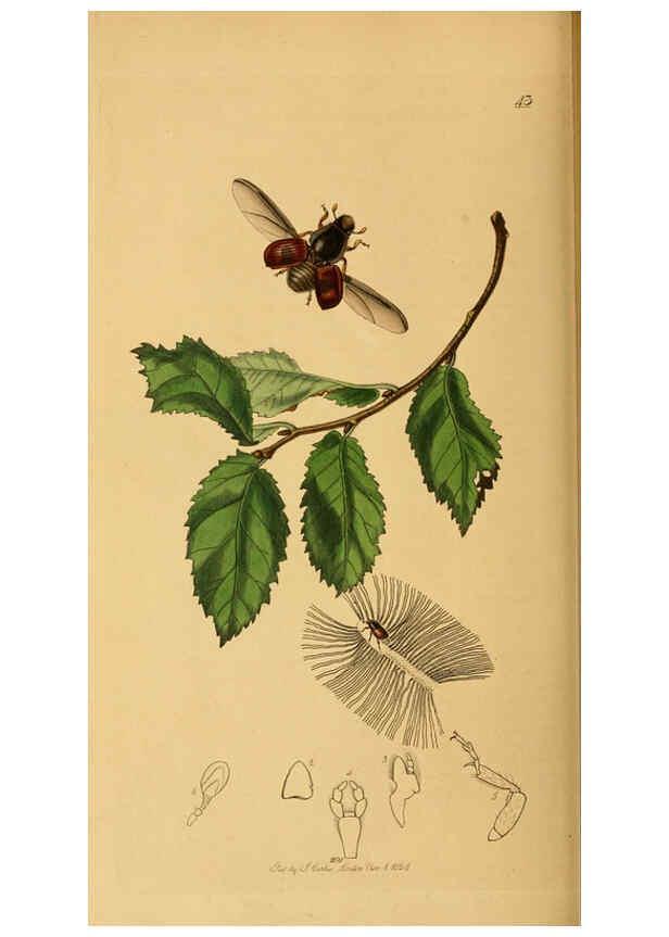 Reproducción/Reproduction 6022447804: British entomology. v.2 London,Printed for the author,1823-40