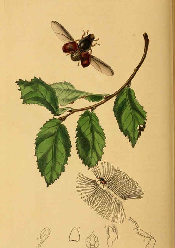 Reproducción/Reproduction 6022447804: British entomology. v.2 London,Printed for the author,1823-40