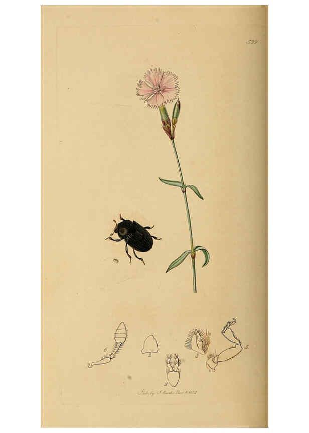 Reproducción/Reproduction 6021891711: British entomology. v.2 London,Printed for the author,1823-40