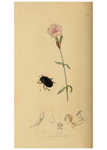 Reproducción/Reproduction 6021891711: British entomology. v.2 London,Printed for the author,1823-40