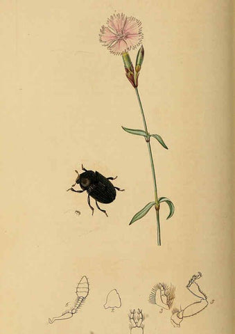 Reproducción/Reproduction 6021891711: British entomology. v.2 London,Printed for the author,1823-40