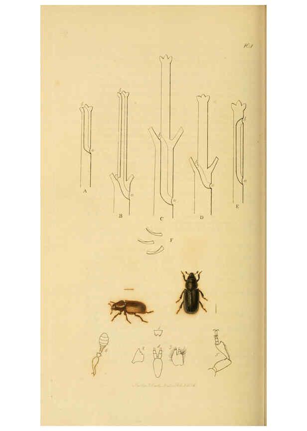 Reproducción/Reproduction 6022448710: British entomology. v.2 London,Printed for the author,1823-40