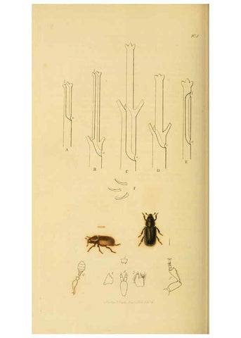 Reproducción/Reproduction 6022448710: British entomology. v.2 London,Printed for the author,1823-40