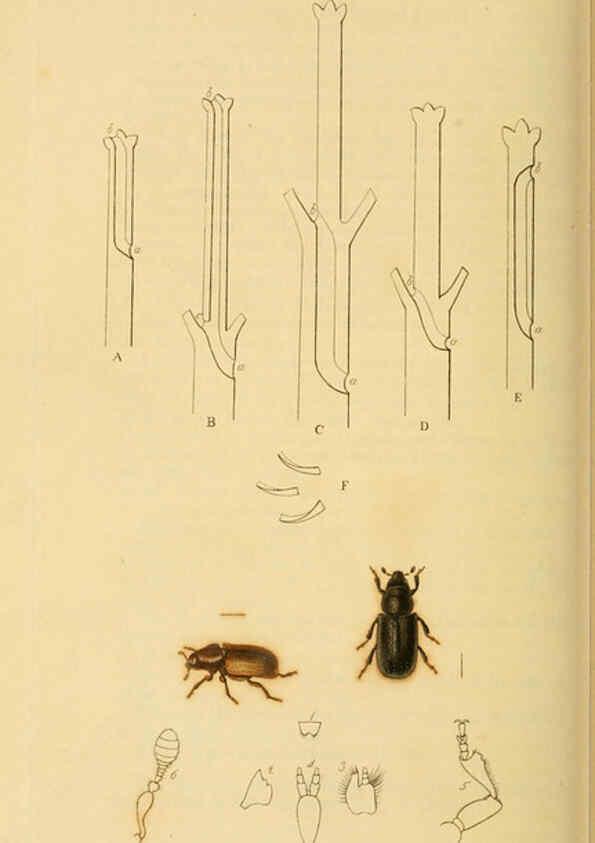 Reproducción/Reproduction 6022448710: British entomology. v.2 London,Printed for the author,1823-40