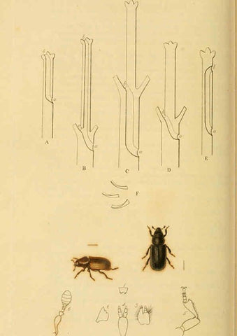 Reproducción/Reproduction 6022448710: British entomology. v.2 London,Printed for the author,1823-40