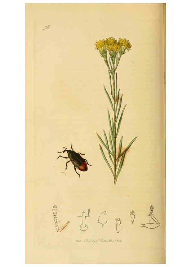 Reproducción/Reproduction 6022449012: British entomology. v.2 London,Printed for the author,1823-40