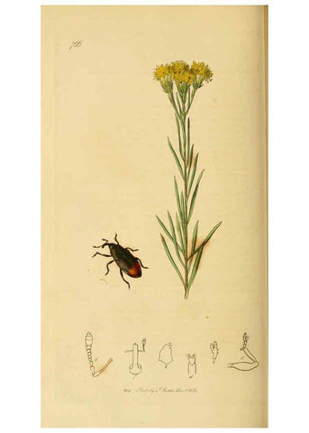 Reproducción/Reproduction 6022449012: British entomology. v.2 London,Printed for the author,1823-40