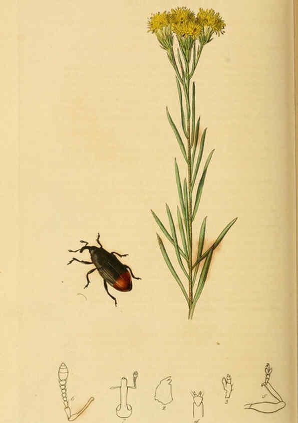 Reproducción/Reproduction 6022449012: British entomology. v.2 London,Printed for the author,1823-40