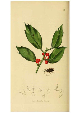 Reproducción/Reproduction 6021892931: British entomology. v.2 London,Printed for the author,1823-40