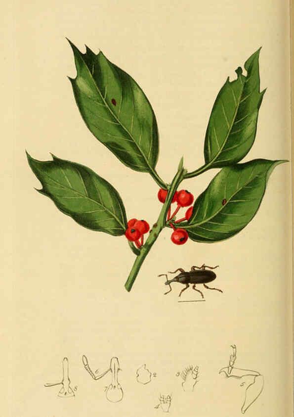 Reproducción/Reproduction 6021892931: British entomology. v.2 London,Printed for the author,1823-40