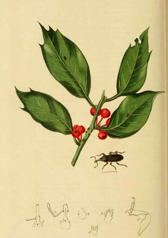 Reproducción/Reproduction 6021892931: British entomology. v.2 London,Printed for the author,1823-40