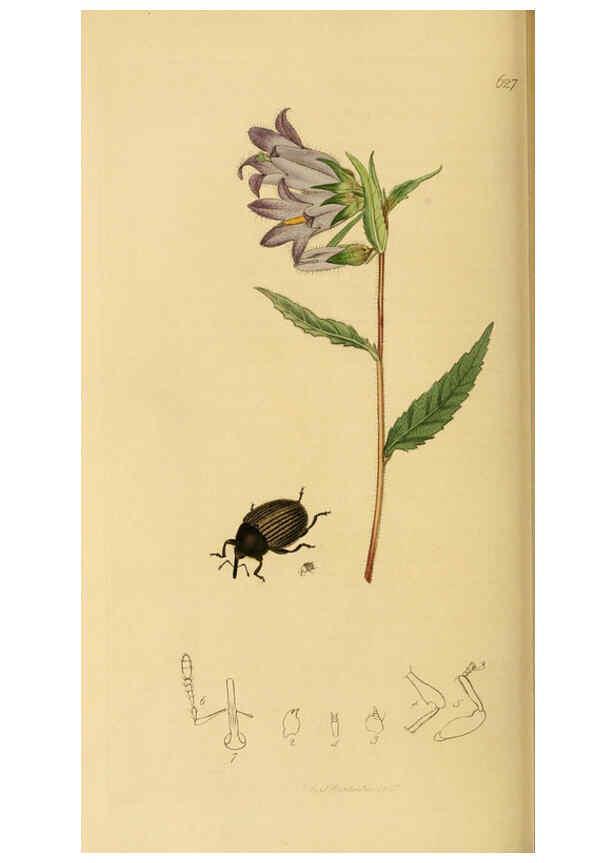Reproducción/Reproduction 6022449920: British entomology. v.2 London,Printed for the author,1823-40