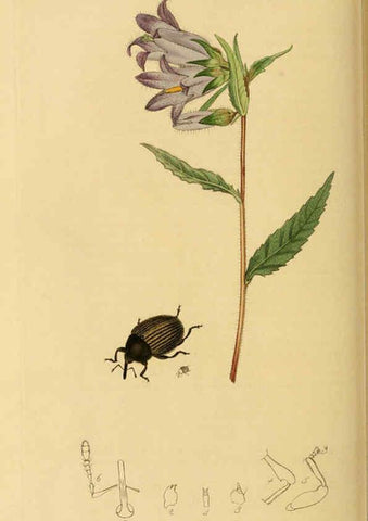 Reproducción/Reproduction 6022449920: British entomology. v.2 London,Printed for the author,1823-40
