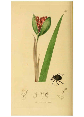 Reproducción/Reproduction 6021893727: British entomology. v.2 London,Printed for the author,1823-40