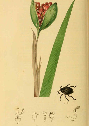Reproducción/Reproduction 6021893727: British entomology. v.2 London,Printed for the author,1823-40
