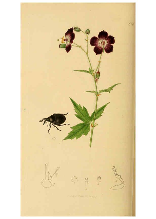 Reproducción/Reproduction 6022450732: British entomology. v.2 London,Printed for the author,1823-40