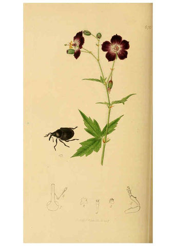 Reproducción/Reproduction 6022450732: British entomology. v.2 London,Printed for the author,1823-40