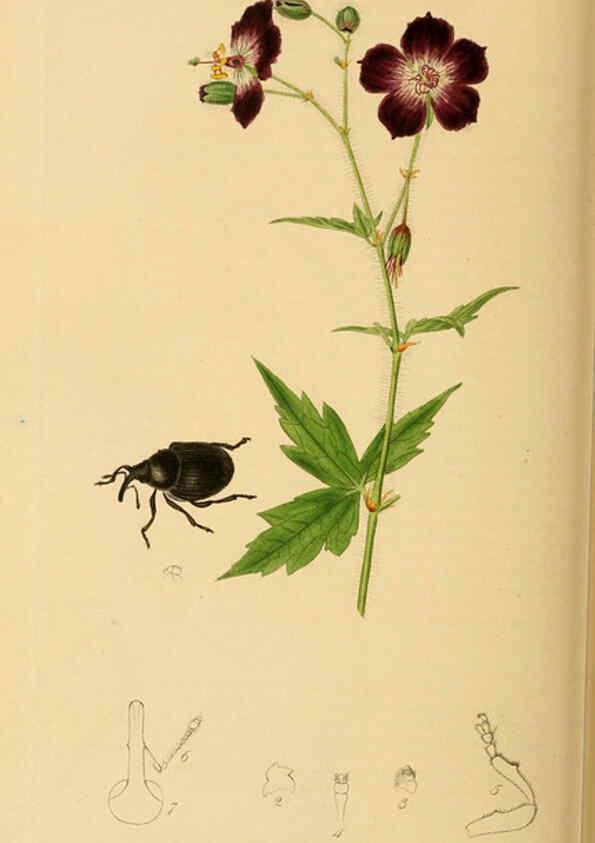 Reproducción/Reproduction 6022450732: British entomology. v.2 London,Printed for the author,1823-40