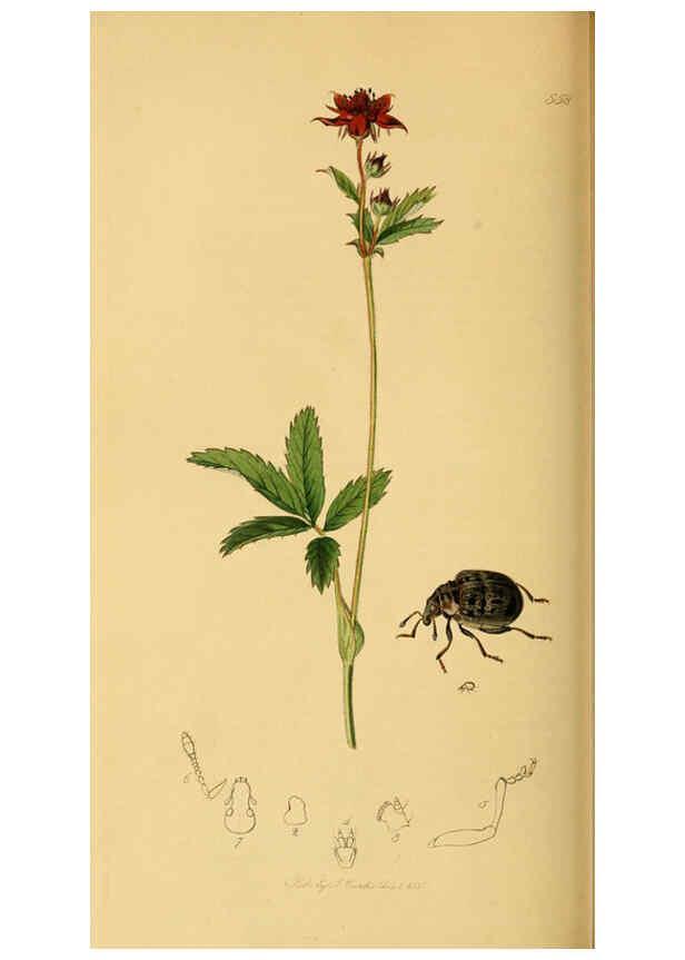 Reproducción/Reproduction 6022451134: British entomology. v.2 London,Printed for the author,1823-40