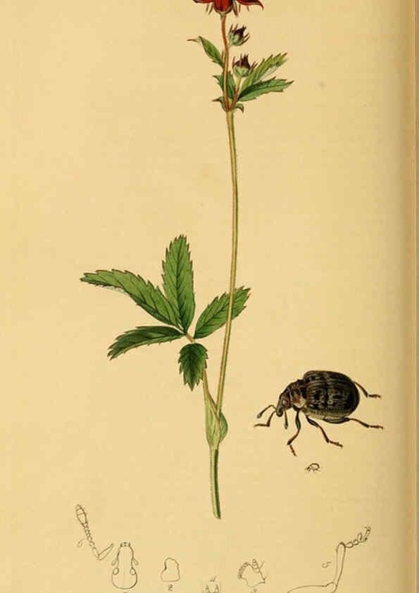 Reproducción/Reproduction 6022451134: British entomology. v.2 London,Printed for the author,1823-40