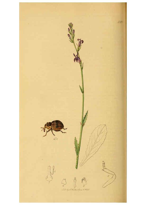 Reproducción/Reproduction 6021895075: British entomology. v.2 London,Printed for the author,1823-40