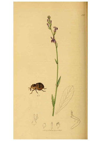 Reproducción/Reproduction 6021895075: British entomology. v.2 London,Printed for the author,1823-40