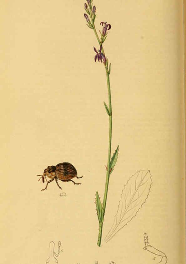 Reproducción/Reproduction 6021895075: British entomology. v.2 London,Printed for the author,1823-40