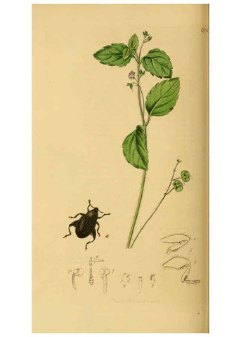 Reproducción/Reproduction 6022451912: British entomology. v.2 London,Printed for the author,1823-40