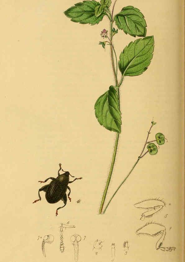 Reproducción/Reproduction 6022451912: British entomology. v.2 London,Printed for the author,1823-40