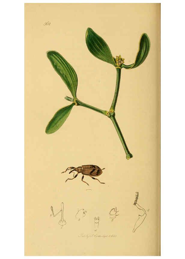 Reproducción/Reproduction 6021895825: British entomology. v.2 London,Printed for the author,1823-40