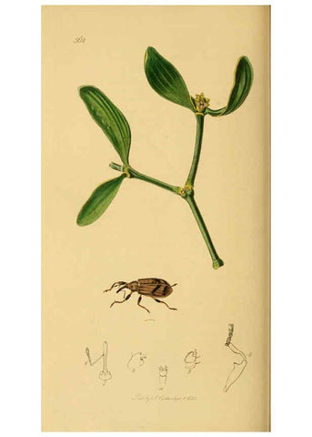 Reproducción/Reproduction 6021895825: British entomology. v.2 London,Printed for the author,1823-40
