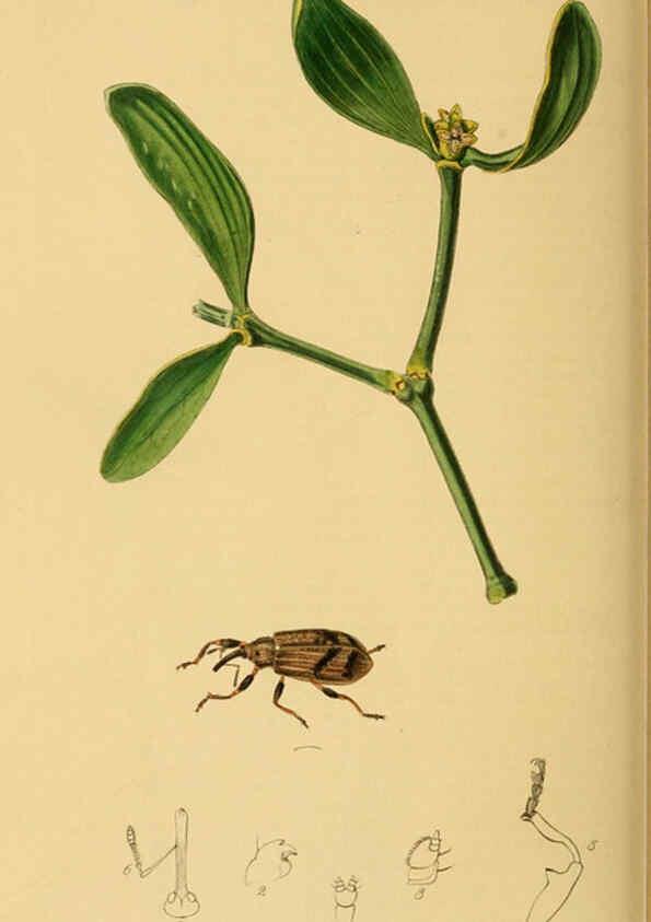 Reproducción/Reproduction 6021895825: British entomology. v.2 London,Printed for the author,1823-40