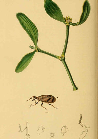 Reproducción/Reproduction 6021895825: British entomology. v.2 London,Printed for the author,1823-40