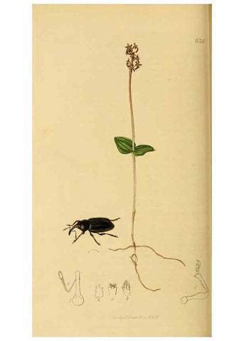 Reproducción/Reproduction 6022452840: British entomology. v.2 London,Printed for the author,1823-40