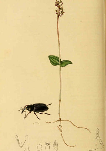 Reproducción/Reproduction 6022452840: British entomology. v.2 London,Printed for the author,1823-40
