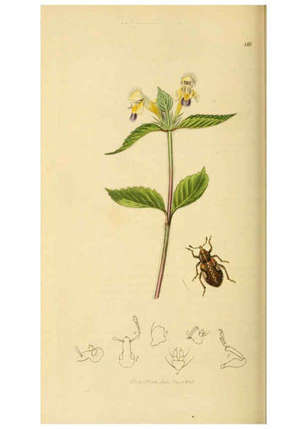Reproducción/Reproduction 6022453182: British entomology. v.2 London,Printed for the author,1823-40