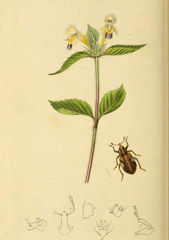 Reproducción/Reproduction 6022453182: British entomology. v.2 London,Printed for the author,1823-40