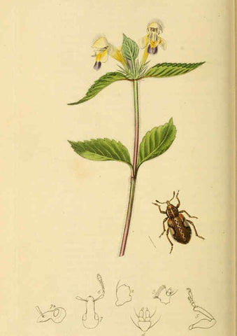 Reproducción/Reproduction 6022453182: British entomology. v.2 London,Printed for the author,1823-40