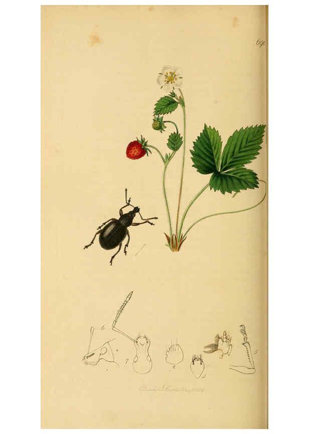 Reproducción/Reproduction 6022453658: British entomology. v.2 London,Printed for the author,1823-40