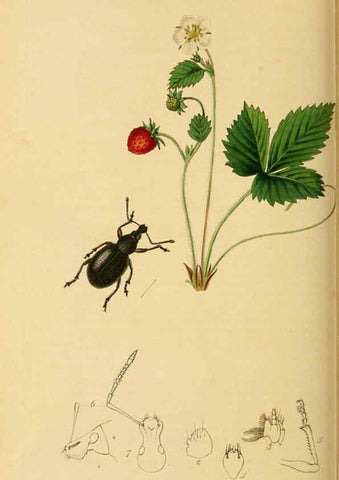 Reproducción/Reproduction 6022453658: British entomology. v.2 London,Printed for the author,1823-40