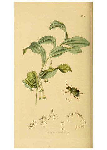 Reproducción/Reproduction 6022453978: British entomology. v.2 London,Printed for the author,1823-40