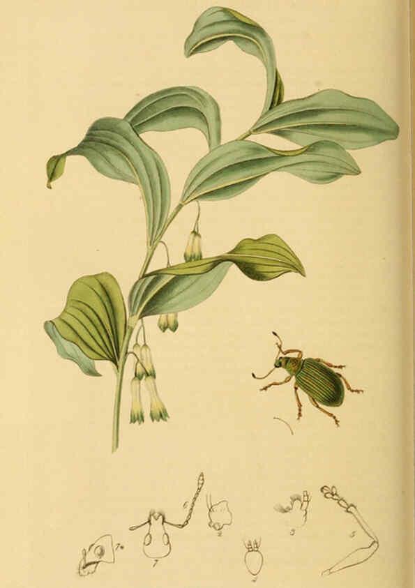Reproducción/Reproduction 6022453978: British entomology. v.2 London,Printed for the author,1823-40