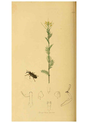 Reproducción/Reproduction 6022454238: British entomology. v.2 London,Printed for the author,1823-40
