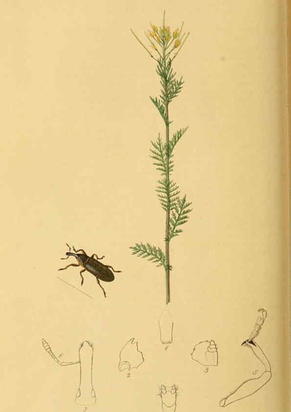 Reproducción/Reproduction 6022454238: British entomology. v.2 London,Printed for the author,1823-40