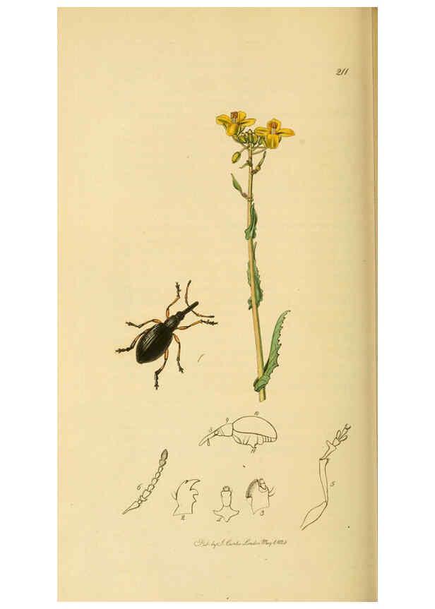 Reproducción/Reproduction 6021898693: British entomology. v.2 London,Printed for the author,1823-40