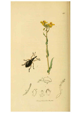 Reproducción/Reproduction 6021898693: British entomology. v.2 London,Printed for the author,1823-40