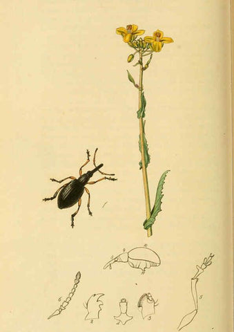 Reproducción/Reproduction 6021898693: British entomology. v.2 London,Printed for the author,1823-40
