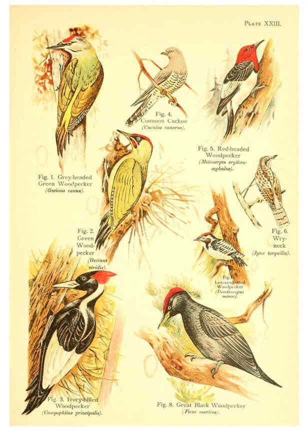 Reproducción/Reproduction 6022268598: A book of birds London,Sidney Appleton,1908
