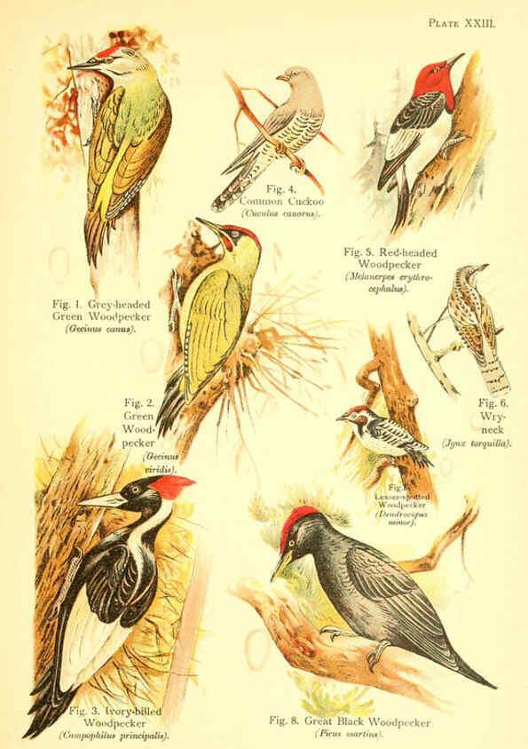 Reproducción/Reproduction 6022268598: A book of birds London,Sidney Appleton,1908