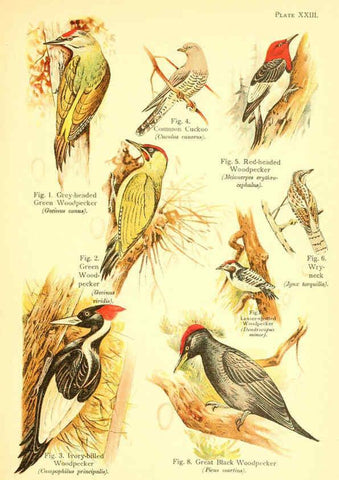 Reproducción/Reproduction 6022268598: A book of birds London,Sidney Appleton,1908